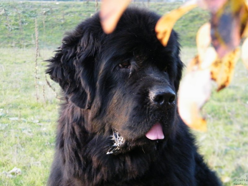 Фотография № 136493