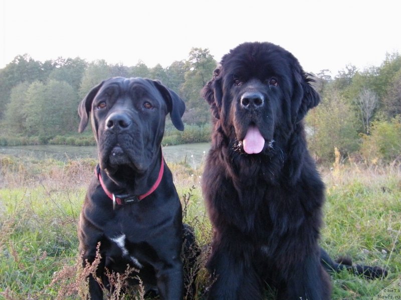 Фото: ньюфаундленд Аlpha Tauri Dinastiya Soverchenstva (Альфа Таури Династия Совершенства)