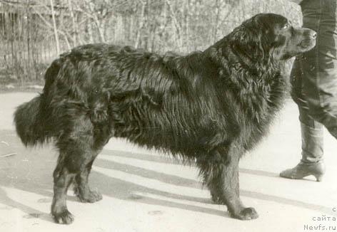 Фото: ньюфаундленд Lu Dolton (Лу Долтон)