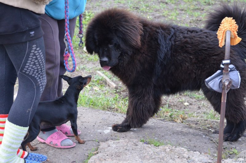 Фото: ньюфаундленд Sandra Rose Bavariya Belle (Сандра Роуз Бавария Бель)