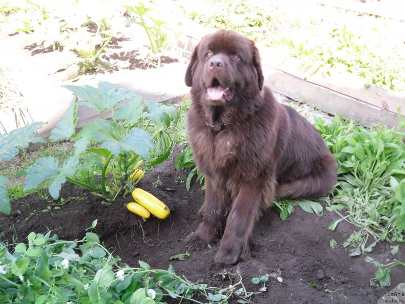 Фото: ньюфаундленд Horunzhy s Berega Dona (Хорунжий с Берега Дона)