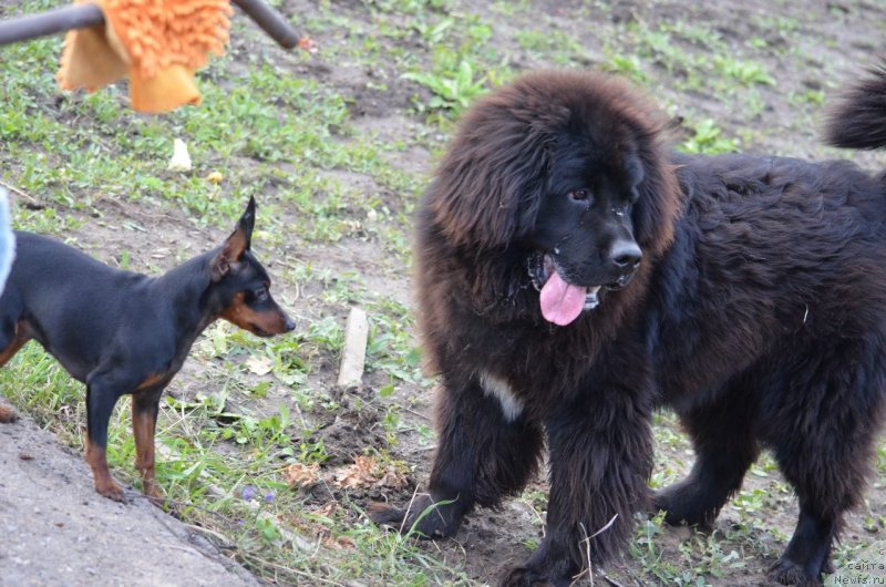 Фото: ньюфаундленд Sandra Rose Bavariya Belle (Сандра Роуз Бавария Бель)