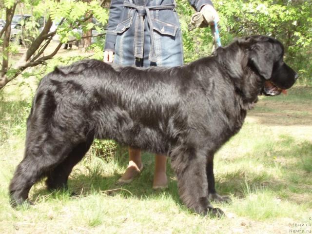 Фото: ньюфаундленд Mag Ispolin Kopperfil'd (Маг Исполин Копперфильд)