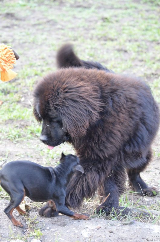 Фото: ньюфаундленд Sandra Rose Bavariya Belle (Сандра Роуз Бавария Бель)