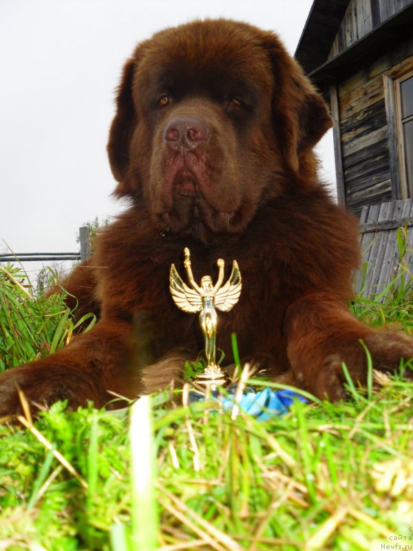 Фото: ньюфаундленд Horunzhy s Berega Dona (Хорунжий с Берега Дона)