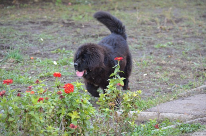 Фото: ньюфаундленд Sandra Rose Bavariya Belle (Сандра Роуз Бавария Бель)