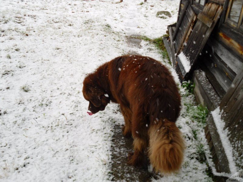 Фото: ньюфаундленд Horunzhy s Berega Dona (Хорунжий с Берега Дона)