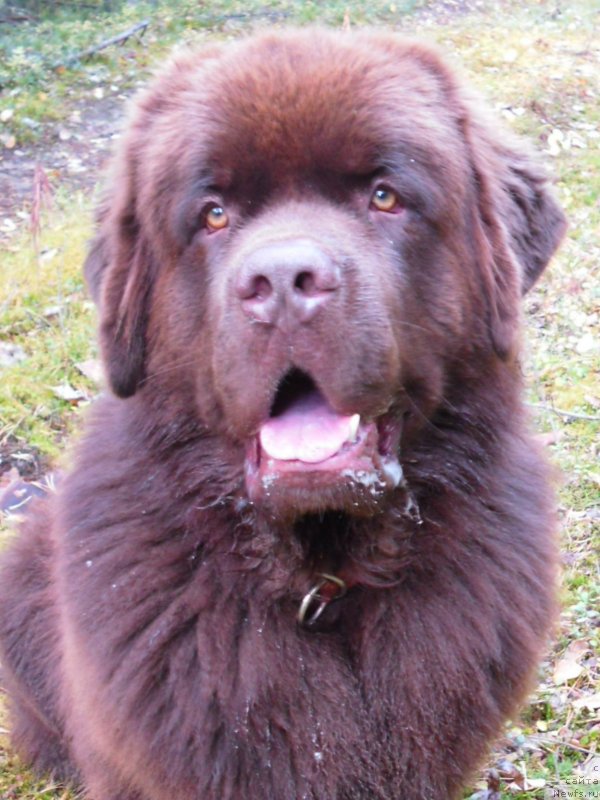 Фото: ньюфаундленд Horunzhy s Berega Dona (Хорунжий с Берега Дона)