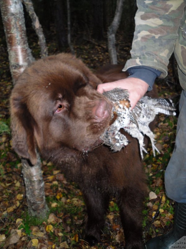Фото: ньюфаундленд Horunzhy s Berega Dona (Хорунжий с Берега Дона)
