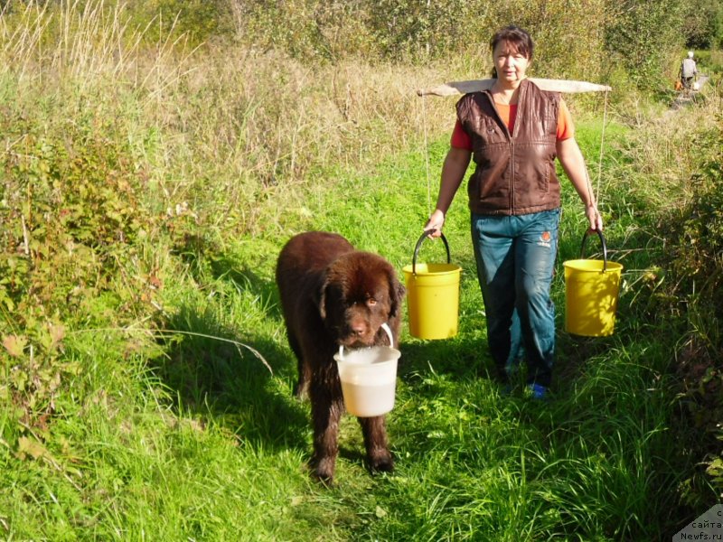 Фото: ньюфаундленд Horunzhy s Berega Dona (Хорунжий с Берега Дона)