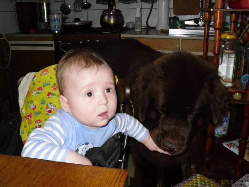 Фото: ньюфаундленд Horunzhy s Berega Dona (Хорунжий с Берега Дона)