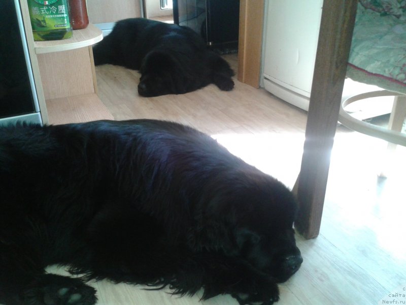 Фото: ньюфаундленд Nessi Blyek s  Lesnoy Zaimki (Несси Блэк с  Лесной Заимки), ньюфаундленд Super Premium Merlin Monro (Супер Премиум Мерлин Монро)