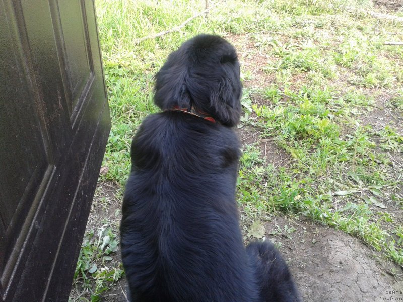 Фото: ньюфаундленд Nessi Blyek s  Lesnoy Zaimki (Несси Блэк с  Лесной Заимки)