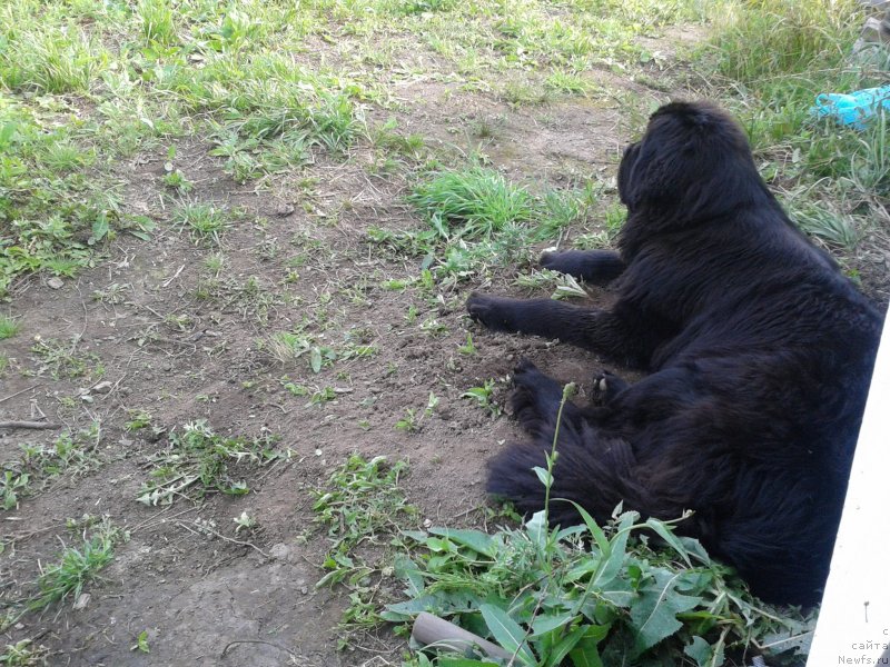 Фото: ньюфаундленд Super Premium Merlin Monro (Супер Премиум Мерлин Монро)