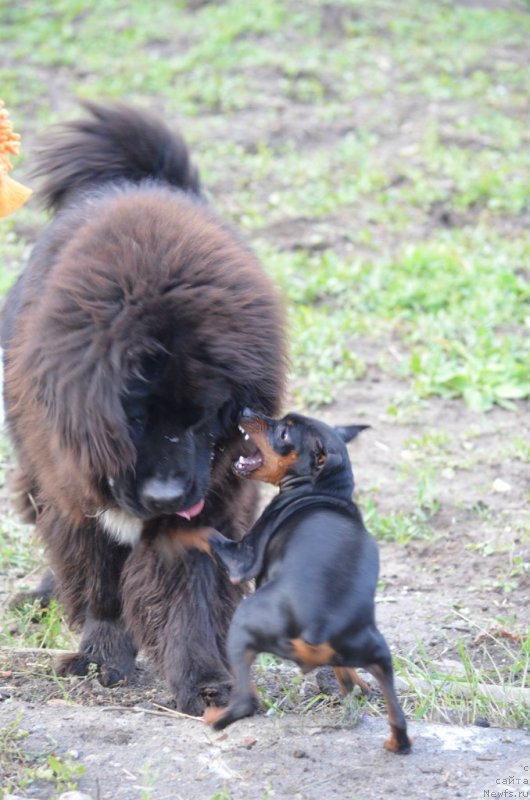 Фото: ньюфаундленд Sandra Rose Bavariya Belle (Сандра Роуз Бавария Бель)