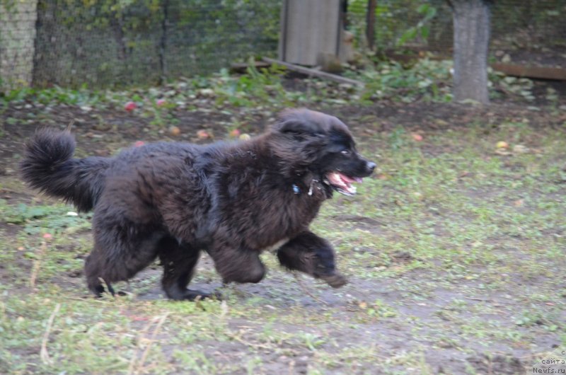 Фото: ньюфаундленд Sandra Rose Bavariya Belle (Сандра Роуз Бавария Бель)
