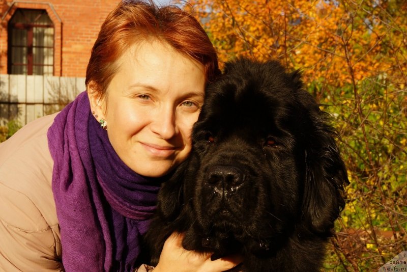 Фото: Marina Volkova (Марина Волкова), ньюфаундленд Tsentr Mirozdaniya iz Arkaima (Центр Мироздания из Аркаима)