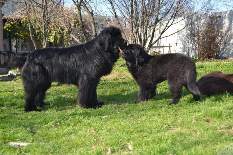 Фото: ньюфаундленд I'm Little Princess Midnight Bear, ньюфаундленд Talisman Morya Manyaschaya Stihiya (Талисман Моря Манящая Стихия)