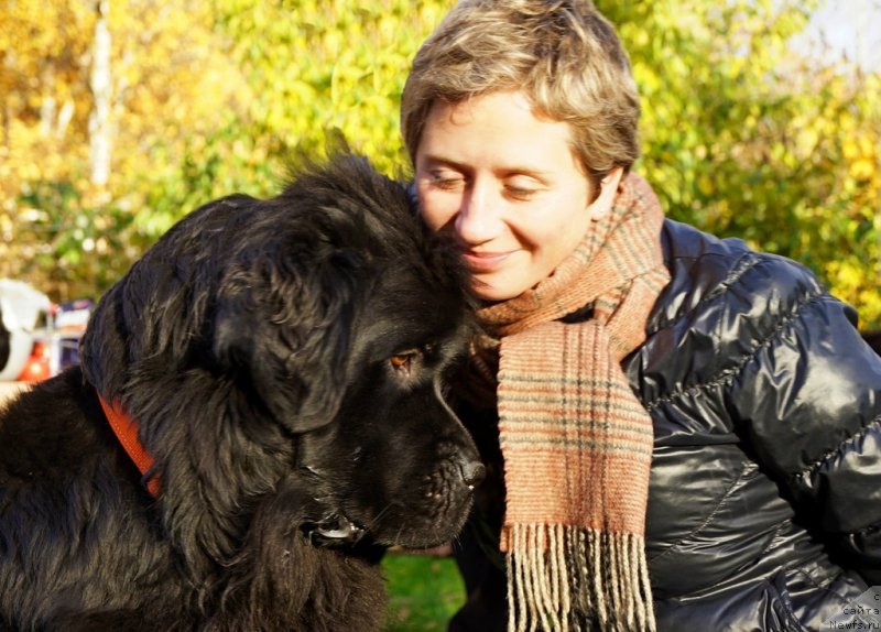 Фото: Natal'ya Selezneva (Наталья Селезнева), ньюфаундленд Tsinnamon Bel' Fra Sharmel iz Arkaima (Циннамон БельФра Шармэль из Аркаима)
