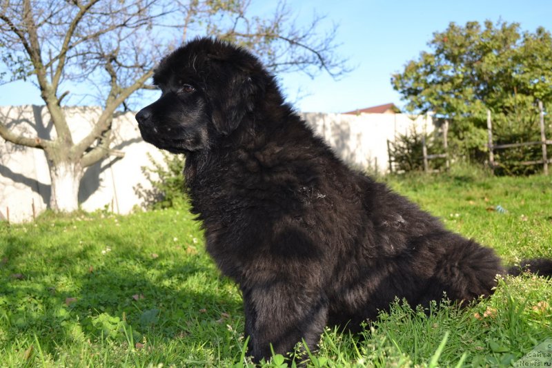 Фото: ньюфаундленд Talisman Morya Manyaschaya Stihiya (Талисман Моря Манящая Стихия)