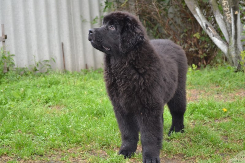 Фото: ньюфаундленд Talisman Morya Manyaschaya Stihiya (Талисман Моря Манящая Стихия)