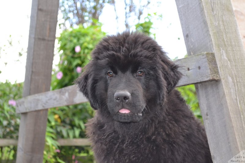 Фото: ньюфаундленд Talisman Morya Manyaschaya Stihiya (Талисман Моря Манящая Стихия)