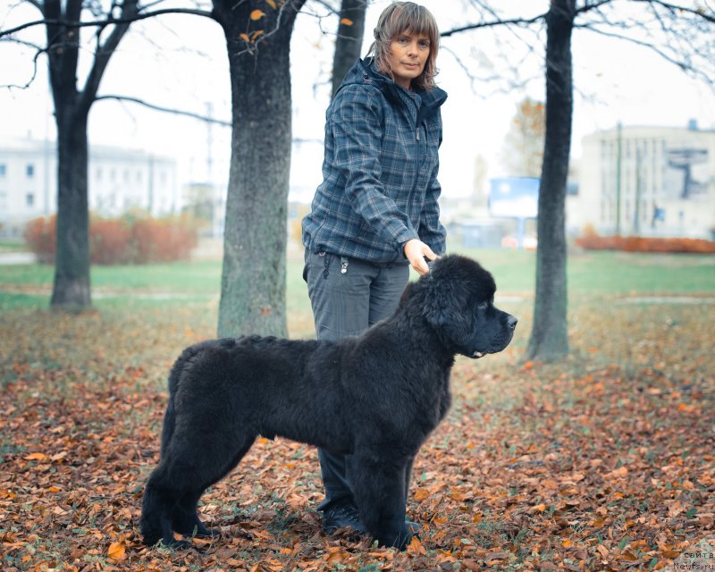 Фото: ньюфаундленд Smigar Liverpulsiy Chetvertak (Смигар Ливерпульский Четвертак)