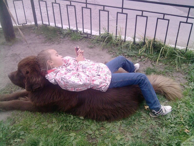 Фото: ньюфаундленд Horunzhy s Berega Dona (Хорунжий с Берега Дона)