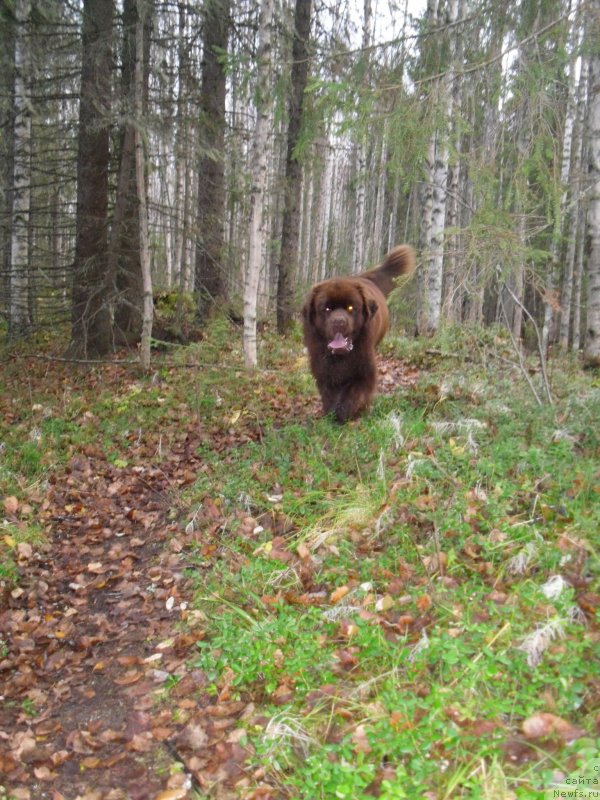 Фото: ньюфаундленд Horunzhy s Berega Dona (Хорунжий с Берега Дона), ньюфаундленд Horunzhy s Berega Dona (Хорунжий с Берега Дона)