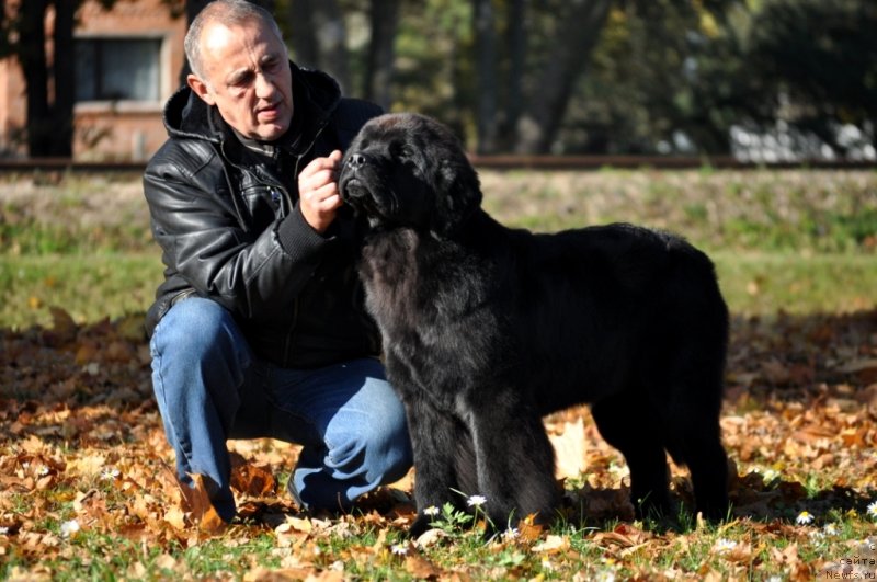 Фото: ньюфаундленд Chudo Choice Zvezdnyj Dar s Berega Dona (Чудо Чойс Звездного Дара с Берега Дона)