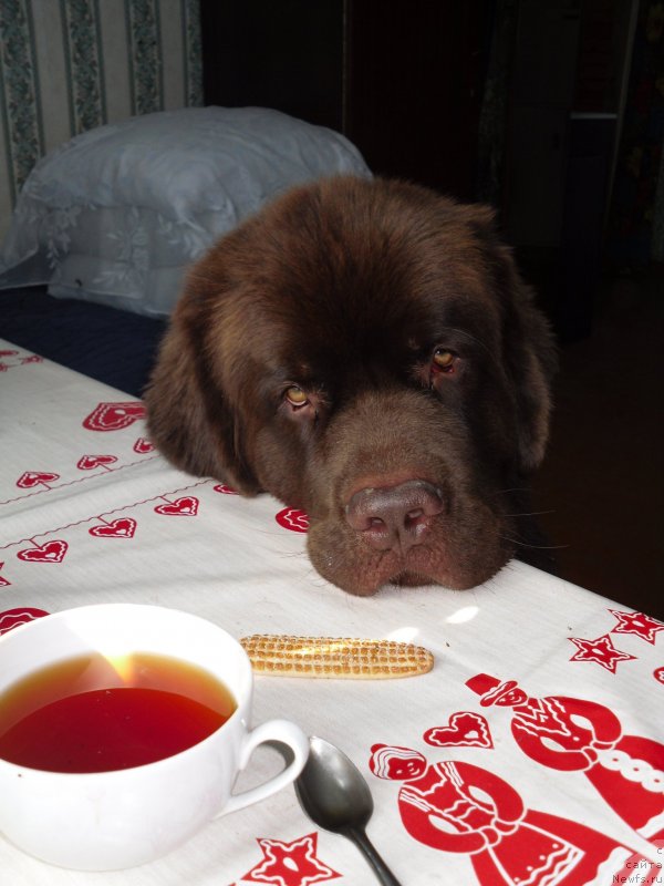 Фото: ньюфаундленд Horunzhy s Berega Dona (Хорунжий с Берега Дона)