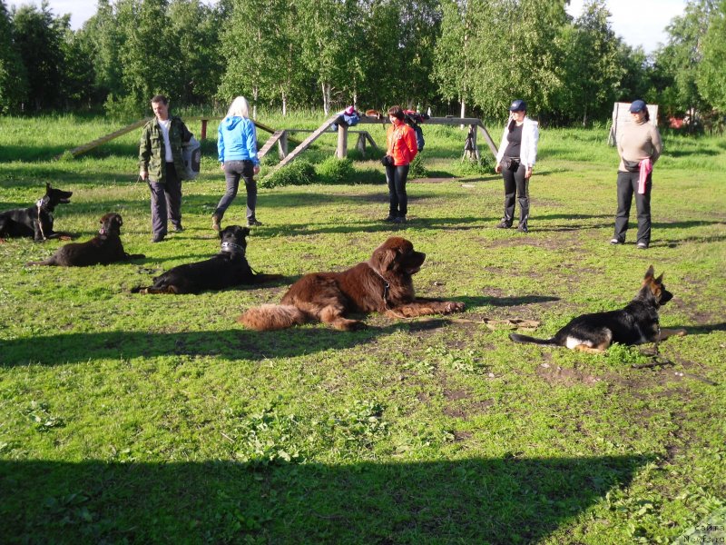 Фото: ньюфаундленд Horunzhy s Berega Dona (Хорунжий с Берега Дона)