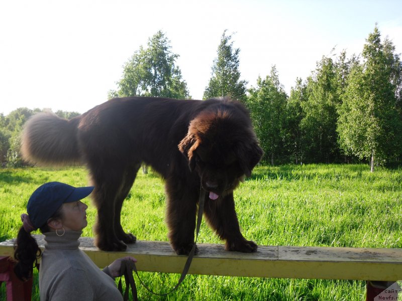 Фото: ньюфаундленд Horunzhy s Berega Dona (Хорунжий с Берега Дона)