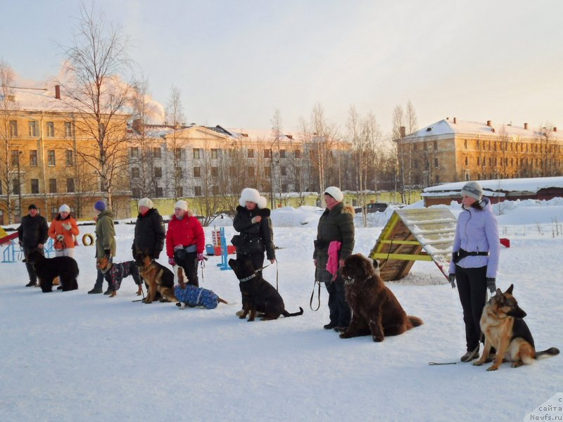 Фото: ньюфаундленд Horunzhy s Berega Dona (Хорунжий с Берега Дона)