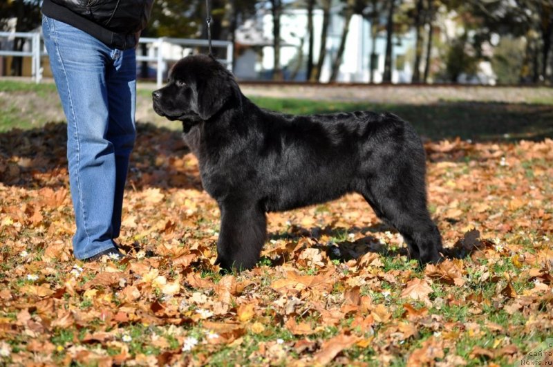 Фотография № 136556