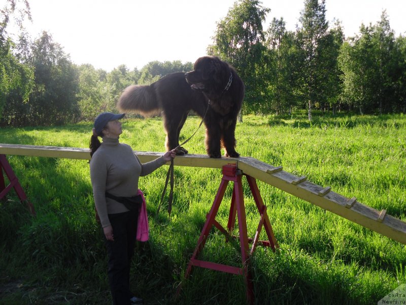 Фото: ньюфаундленд Horunzhy s Berega Dona (Хорунжий с Берега Дона)