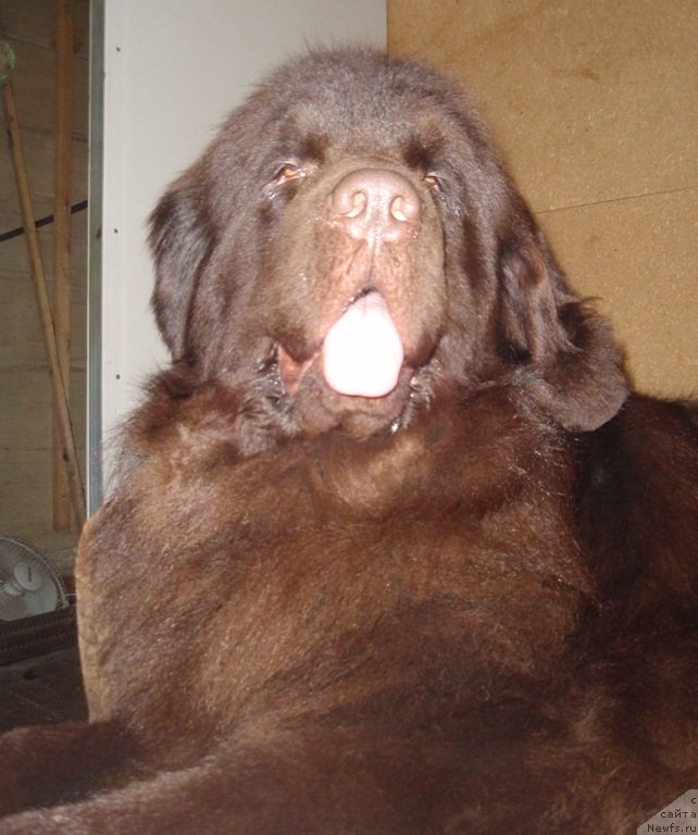 Фото: ньюфаундленд N'yufort Peris Hilton (Ньюфорт Перис Хилтон)