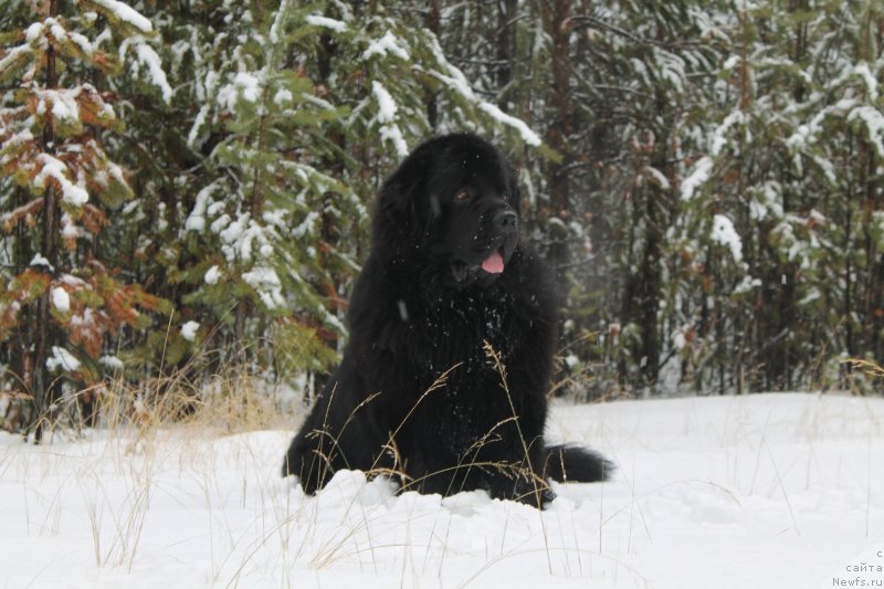 Фото: ньюфаундленд Omar SHerif (Омар Шериф)