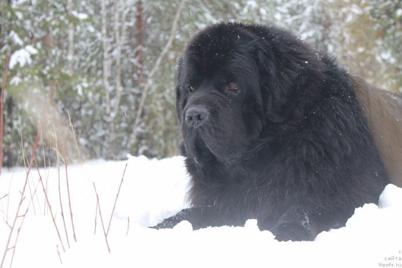 Фото: ньюфаундленд Omar SHerif (Омар Шериф)