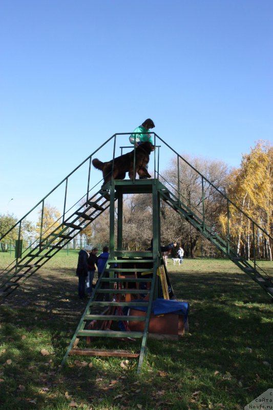 Фото: ньюфаундленд Chernyi Sharm Angel'skaya Krasota (Черный Шарм Ангельская Красота)