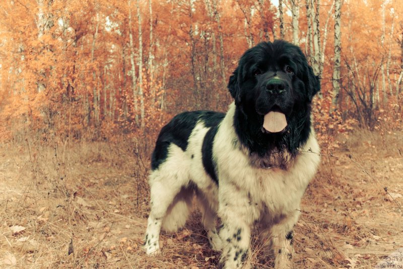 Фотография № 136564