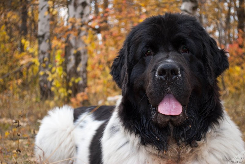 Фотография № 136565