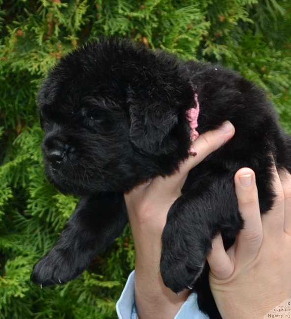 Фото: Девочка розовая вер.