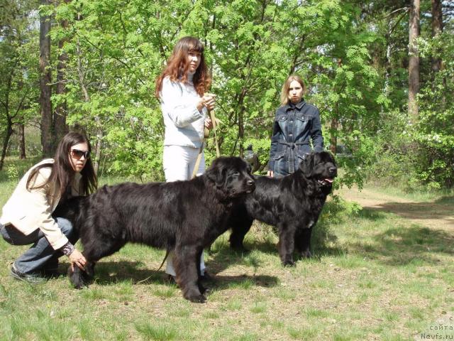 Фото: ньюфаундленд Mag Ispolin Kopperfil'd (Маг Исполин Копперфильд), Aleksandra Kanunnikova (Александра Канунникова), ньюфаундленд Ryicar' Blagorodnyiy ot Marleon Dusvik (Рыцарь Благородный от Марлеон Дусвик), Dar'ya Novickaya (Дарья Новицкая)