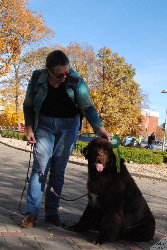 Фото: ньюфаундленд Aquatoriya Kelvin Heather Honey (Акватория Келвин Хизер Хани), Ekaterina Benken (Екатерина Бенкен)