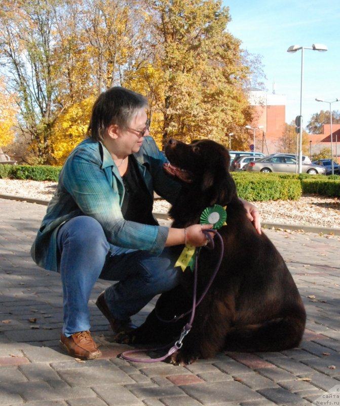 Фото: ньюфаундленд Aquatoriya Kelvin Heather Honey (Акватория Келвин Хизер Хани), Ekaterina Benken (Екатерина Бенкен)