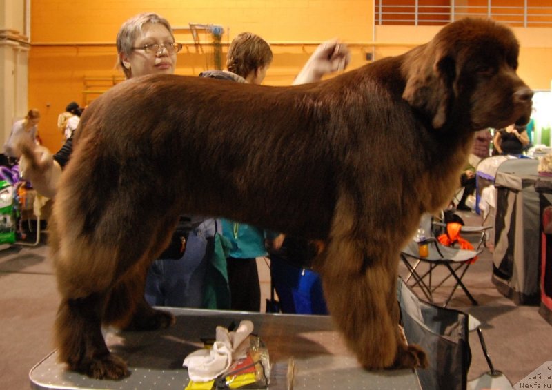 Фото: ньюфаундленд Aquatoriya Kelvin Heather Honey (Акватория Келвин Хизер Хани), Ekaterina Benken (Екатерина Бенкен)