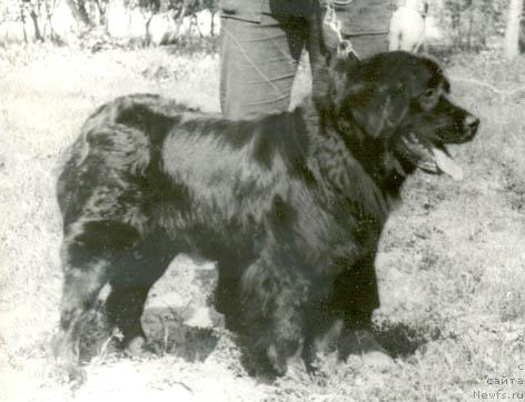 Фото: ньюфаундленд Anita Sadko (Анита Садко)