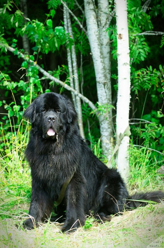 Фото: ньюфаундленд Princ Al'finskiy (Принц Альфинский)