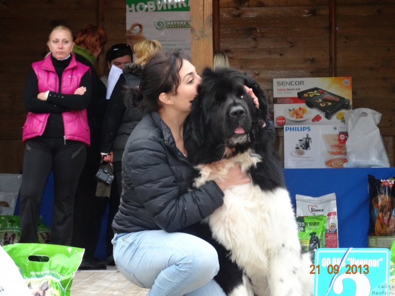 Фото: ньюфаундленд Plushevaya Panda Uiljam Venzenosnyj (Плюшевая Панда Уильям Венценосный)